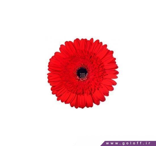 گل ژربرا دسیبل - Gerbera | گل آف
